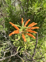 Leonotis leonurus
