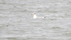 Ichthyaetus ichthyaetus