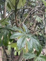 Cecropia pachystachya