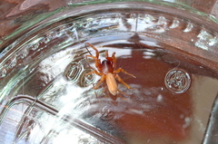 Dysderidae