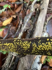 Dacrymyces stillatus
