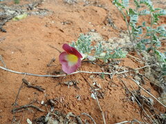Harpagophytum procumbens