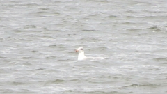 Ichthyaetus ichthyaetus