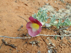 Harpagophytum procumbens