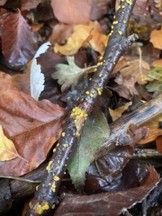 Dacrymyces stillatus