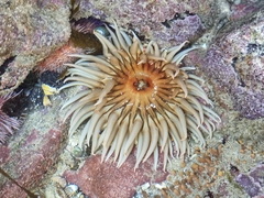 Anthopleura michaelseni