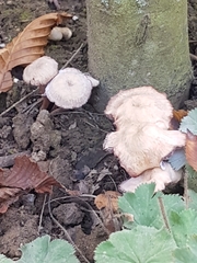 Collybiopsis peronata