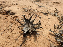 Harpagophytum procumbens