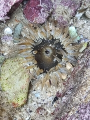 Anthopleura michaelseni