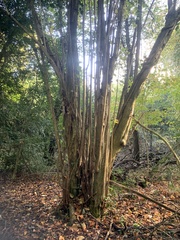 Corylus avellana