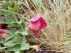 Harpagophytum procumbens