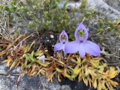 Disa maculata