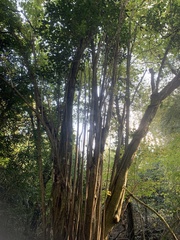 Corylus avellana
