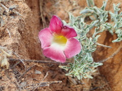 Harpagophytum procumbens