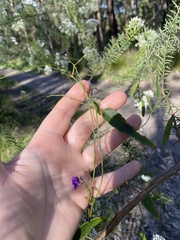 Hardenbergia violacea