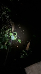 Cerberus schneiderii