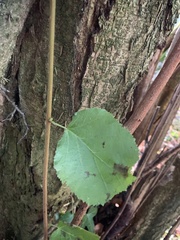 Corylus avellana