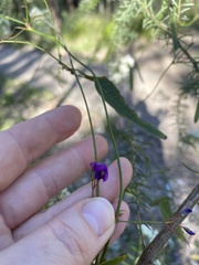 Hardenbergia violacea