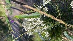 Hardenbergia violacea