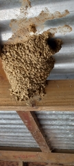 Cecropis cucullata