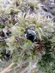 Tritomegas sexmaculatus