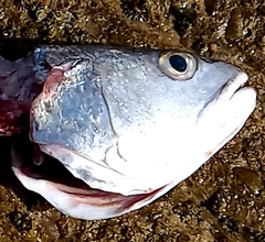 Argyrosomus inodorus