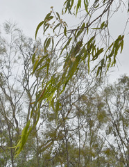 Eucalyptus cullenii