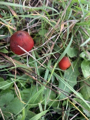 Hygrocybe conica