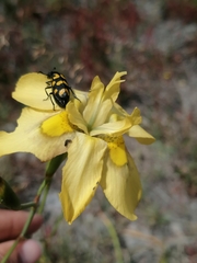 Moraea ramosissima
