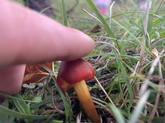 Hygrocybe conica
