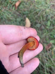 Hygrocybe conica