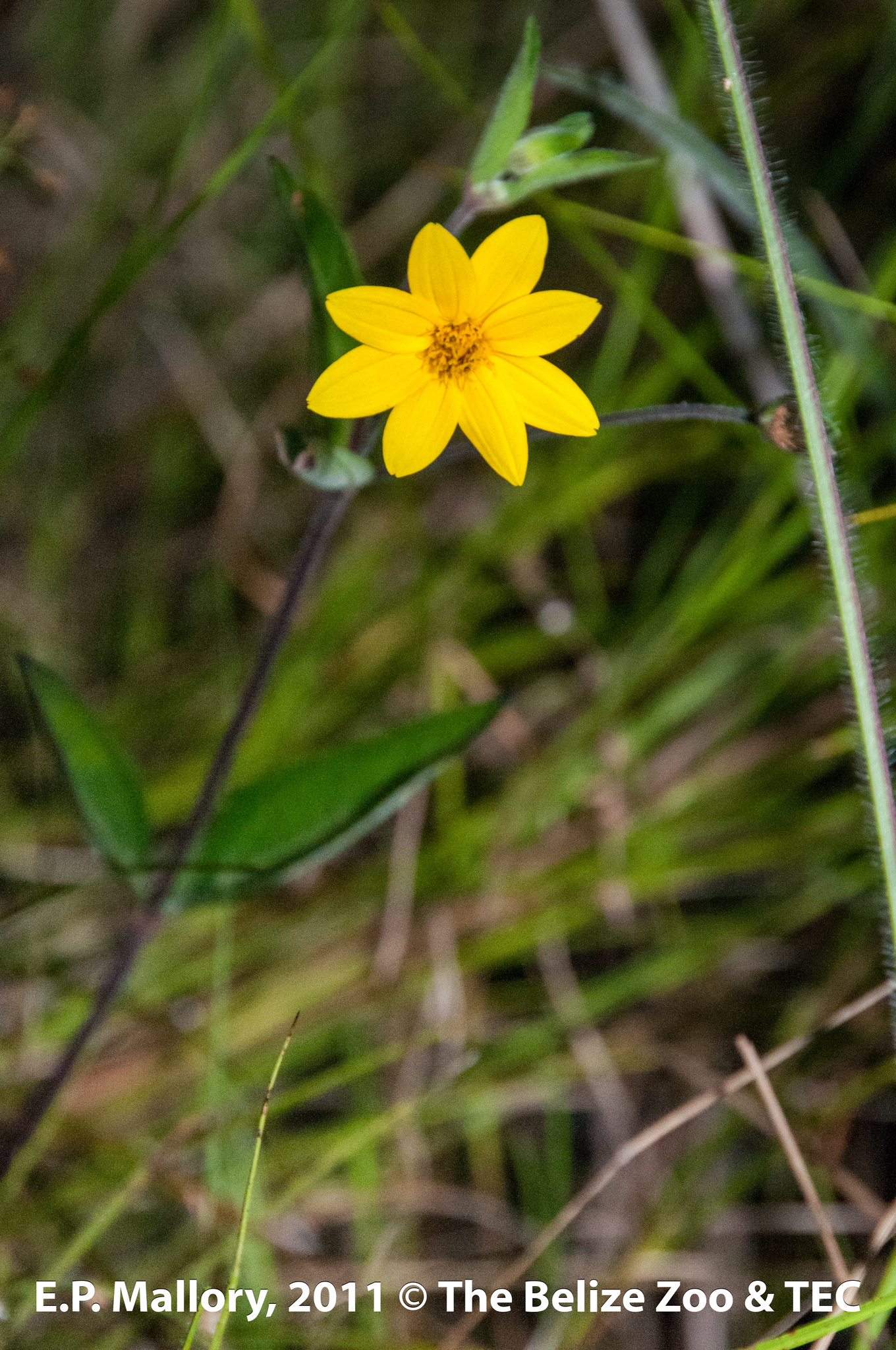 Wedelia acapulcensis