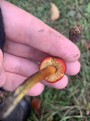 Hygrocybe conica