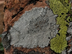 Lecanora rupicola