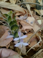 Tetramerium nervosum