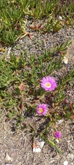 Carpobrotus deliciosus
