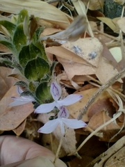Tetramerium nervosum