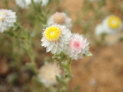 Helichrysum argyrosphaerum
