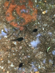 Sclerophrys gutturalis