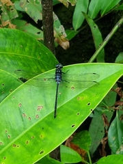 Pornothemis starrei