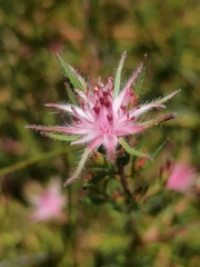 Diastella proteoides