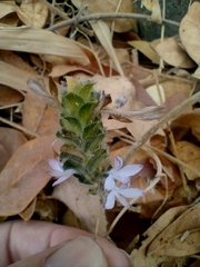 Tetramerium nervosum