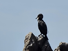 Phalacrocorax carbo lucidus