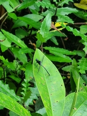 Pornothemis starrei