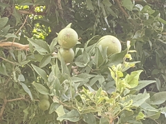 Aegle marmelos