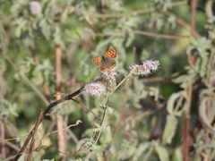 Lycaena phlaeas timeus