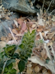 Tetramerium nervosum