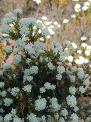 Lachnaea densiflora