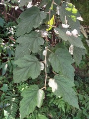 Rubus formosensis