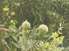 Aegle marmelos